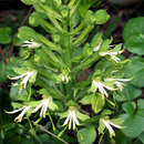 Image of Green wood orchid