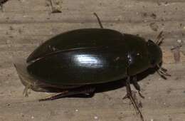 Image of Giant Black Water Beetle
