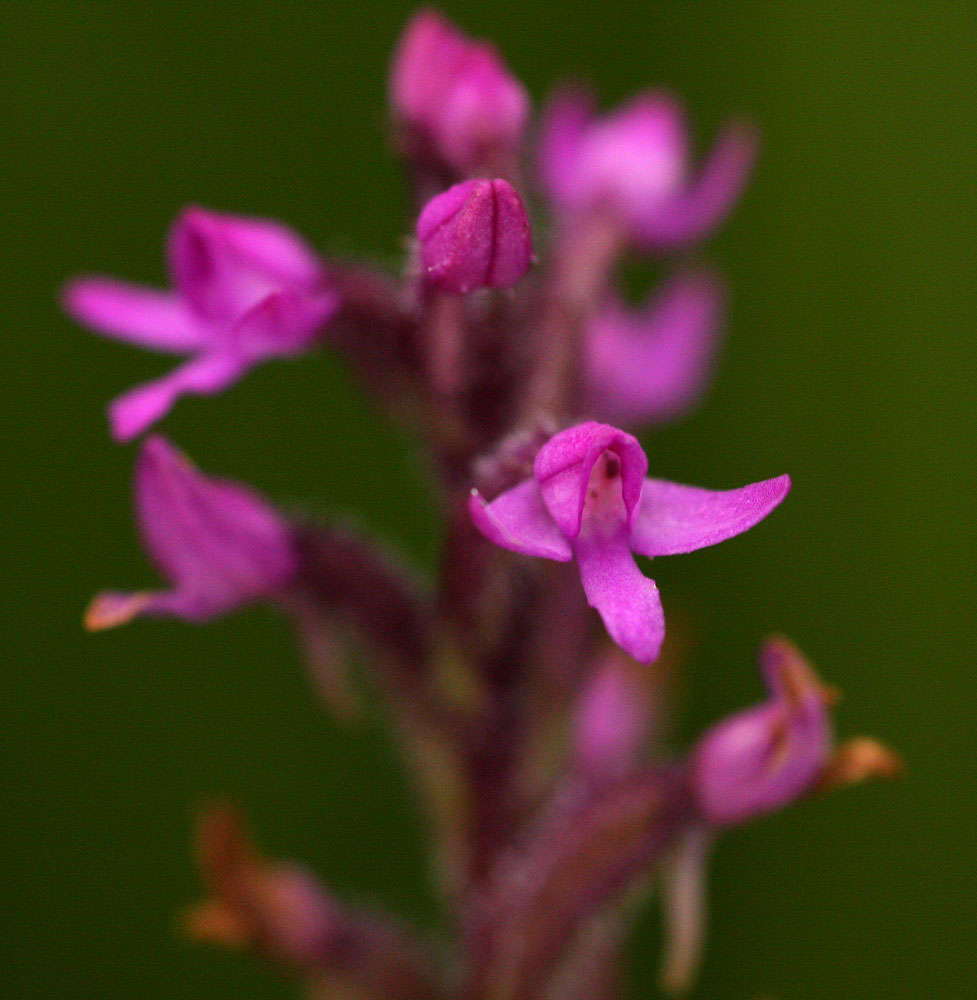 Imagem de Cynorkis anacamptoides Kraenzl.