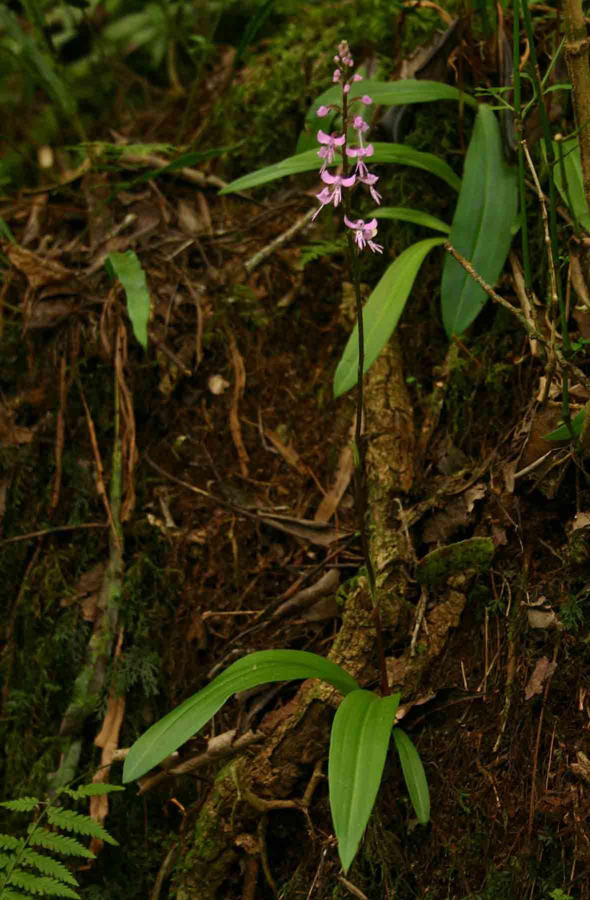 Cynorkis anisoloba Summerh.的圖片