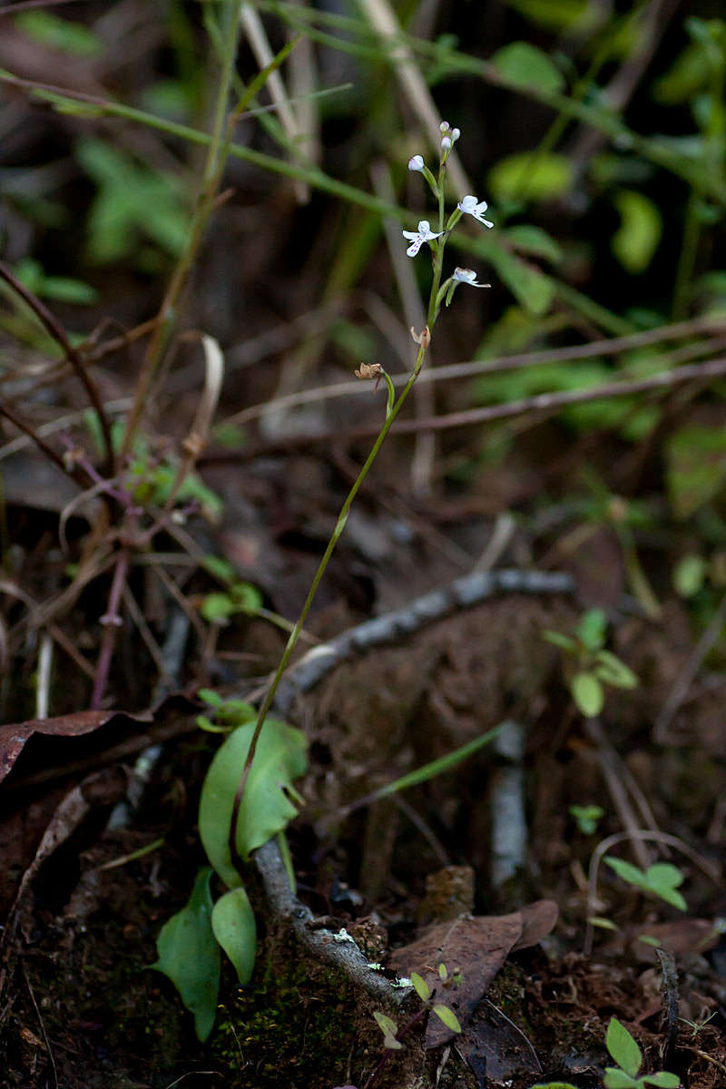 Imagem de Cynorkis debilis (Hook. fil.) Summerh.