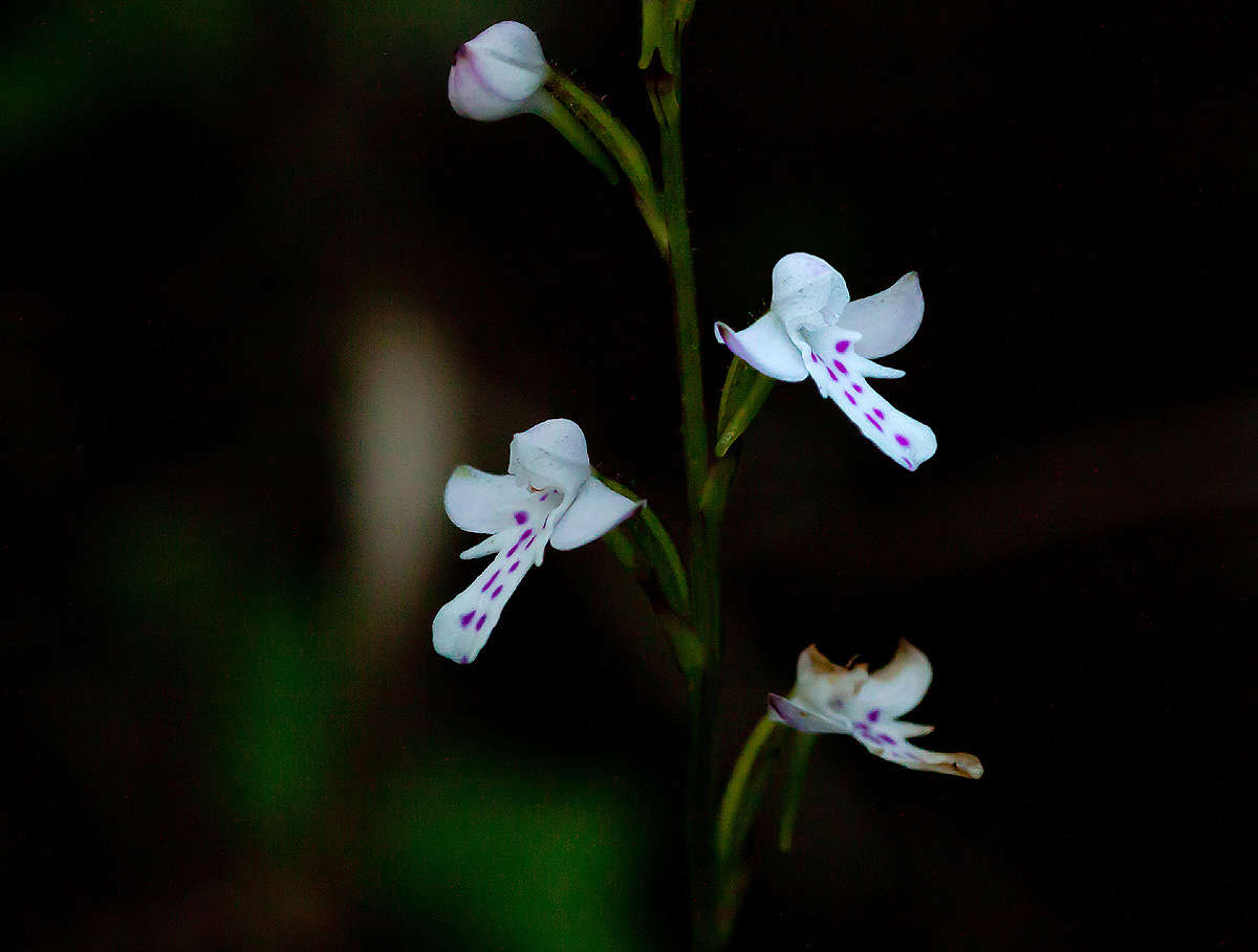 Imagem de Cynorkis debilis (Hook. fil.) Summerh.