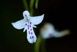 Cynorkis debilis (Hook. fil.) Summerh.的圖片