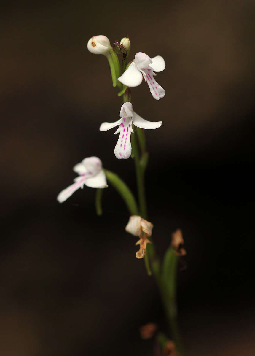 Cynorkis debilis (Hook. fil.) Summerh.的圖片