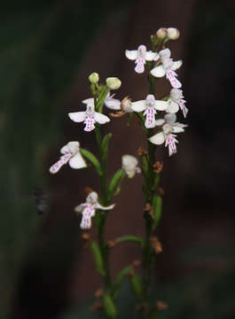 Image of Cynorkis debilis (Hook. fil.) Summerh.