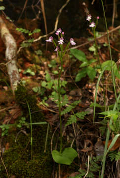 Image of Cynorkis kirkii Rolfe