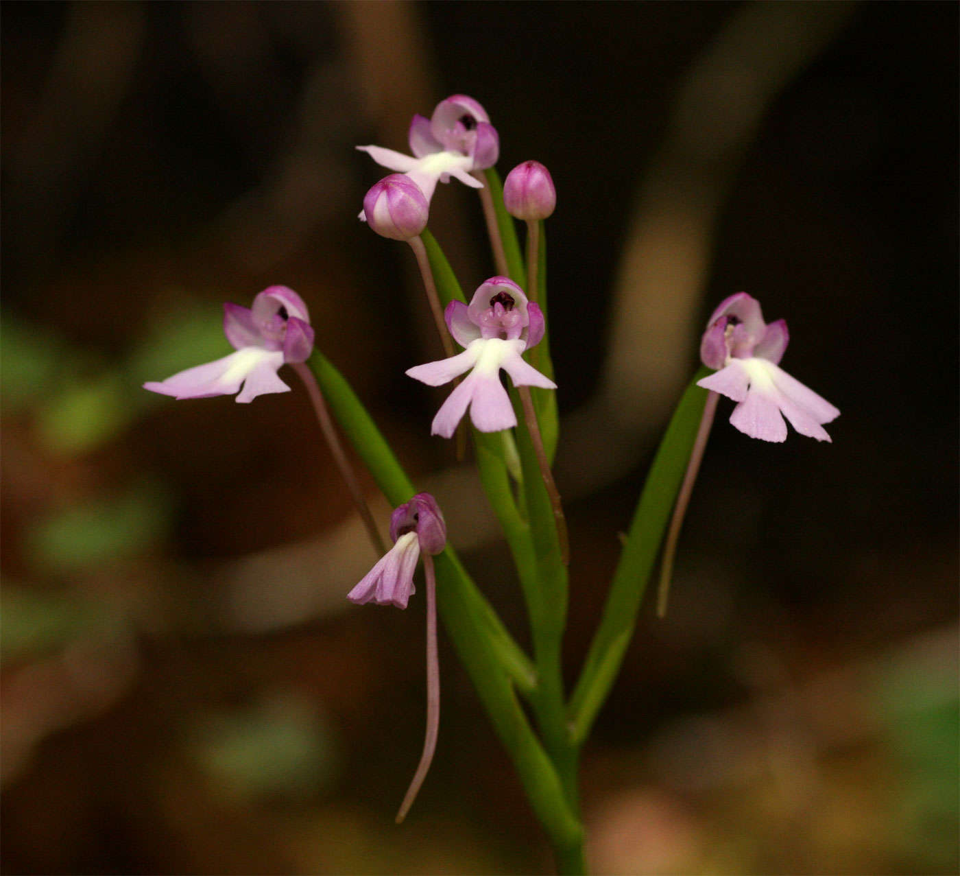 Image of Cynorkis kirkii Rolfe