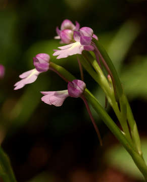 Image of Cynorkis kirkii Rolfe