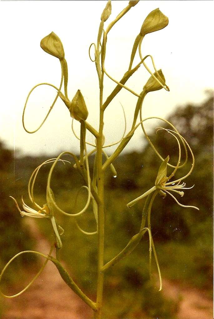 Image of Habenaria cirrhata (Lindl.) Rchb. fil.