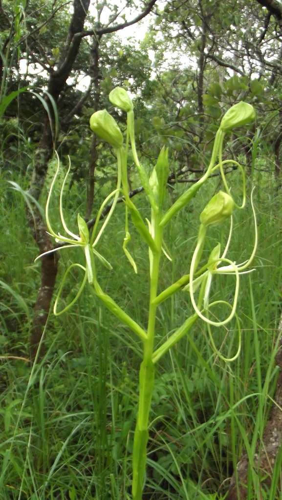 Image of Habenaria cirrhata (Lindl.) Rchb. fil.