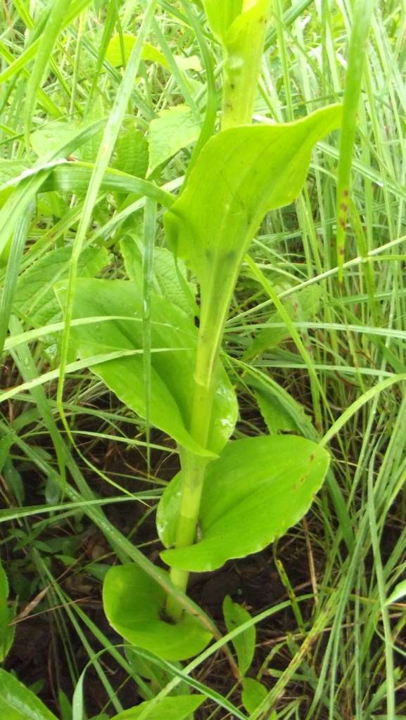 Imagem de Habenaria cirrhata (Lindl.) Rchb. fil.