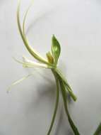 Image of Habenaria cirrhata (Lindl.) Rchb. fil.