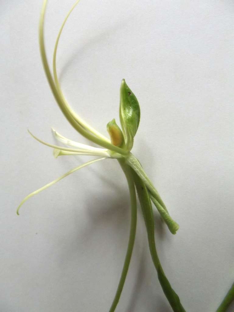 Image of Habenaria cirrhata (Lindl.) Rchb. fil.