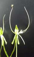 Image of Habenaria cirrhata (Lindl.) Rchb. fil.