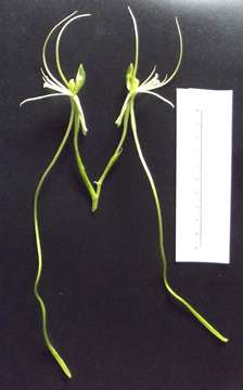Image of Habenaria cirrhata (Lindl.) Rchb. fil.