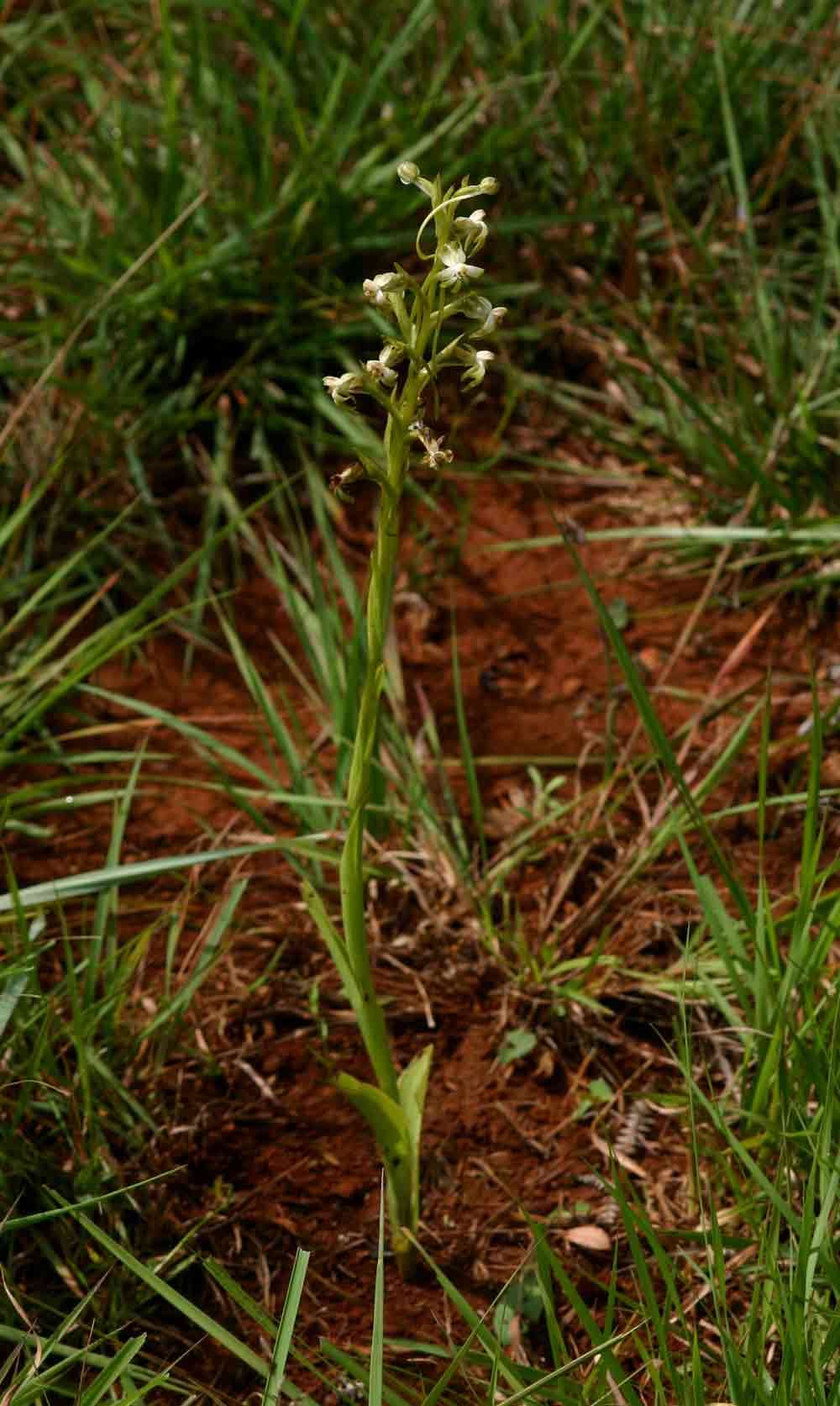 Image of Habenaria caffra Schltr.