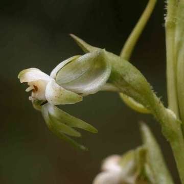 Image of Habenaria caffra Schltr.