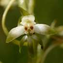 Image of Habenaria caffra Schltr.