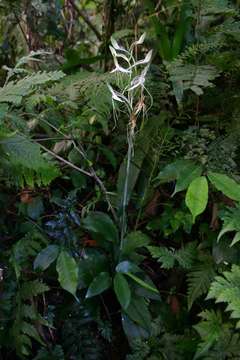 Habenaria macrandra Lindl.的圖片