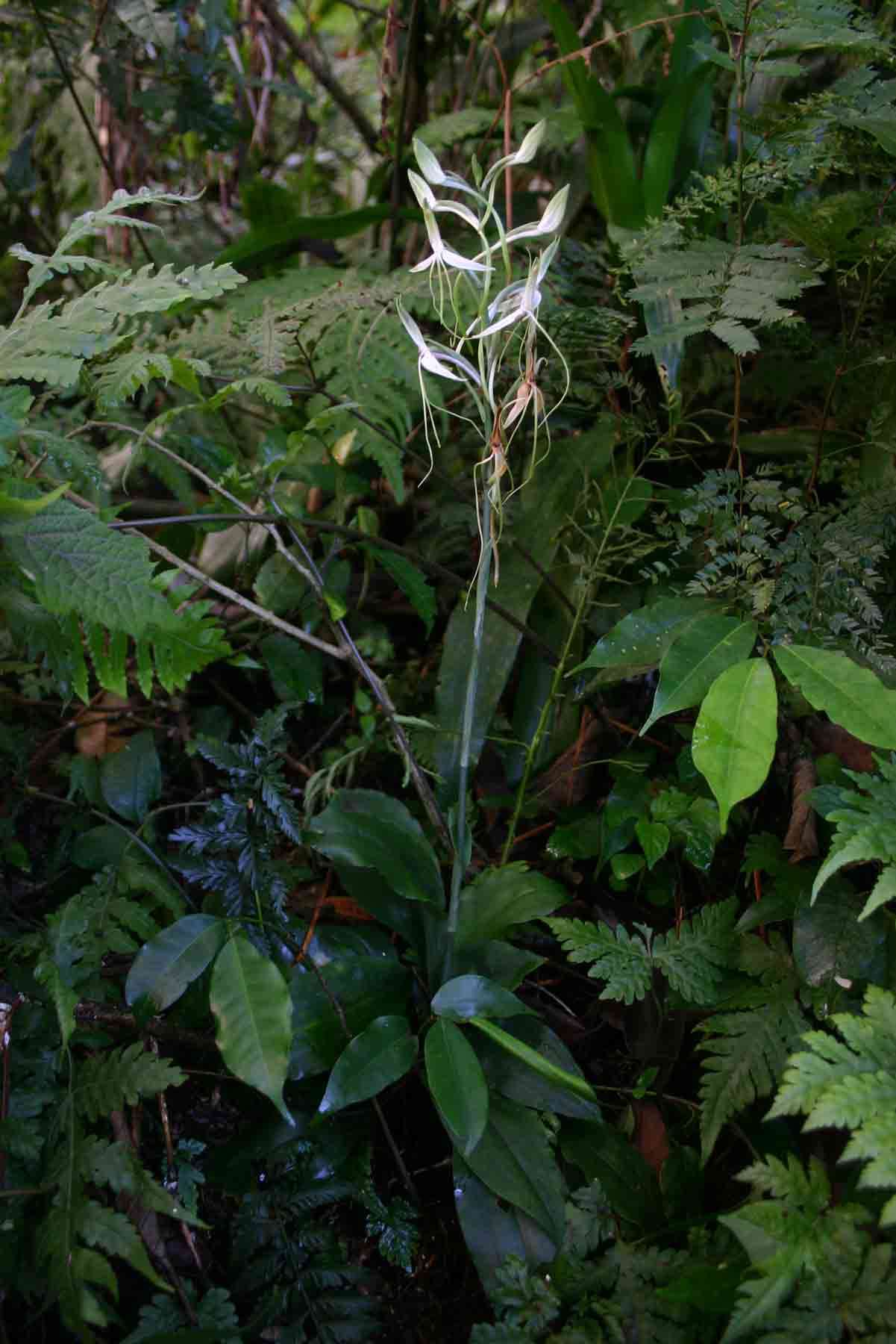 Image of Habenaria macrandra Lindl.