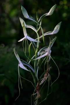 Habenaria macrandra Lindl.的圖片