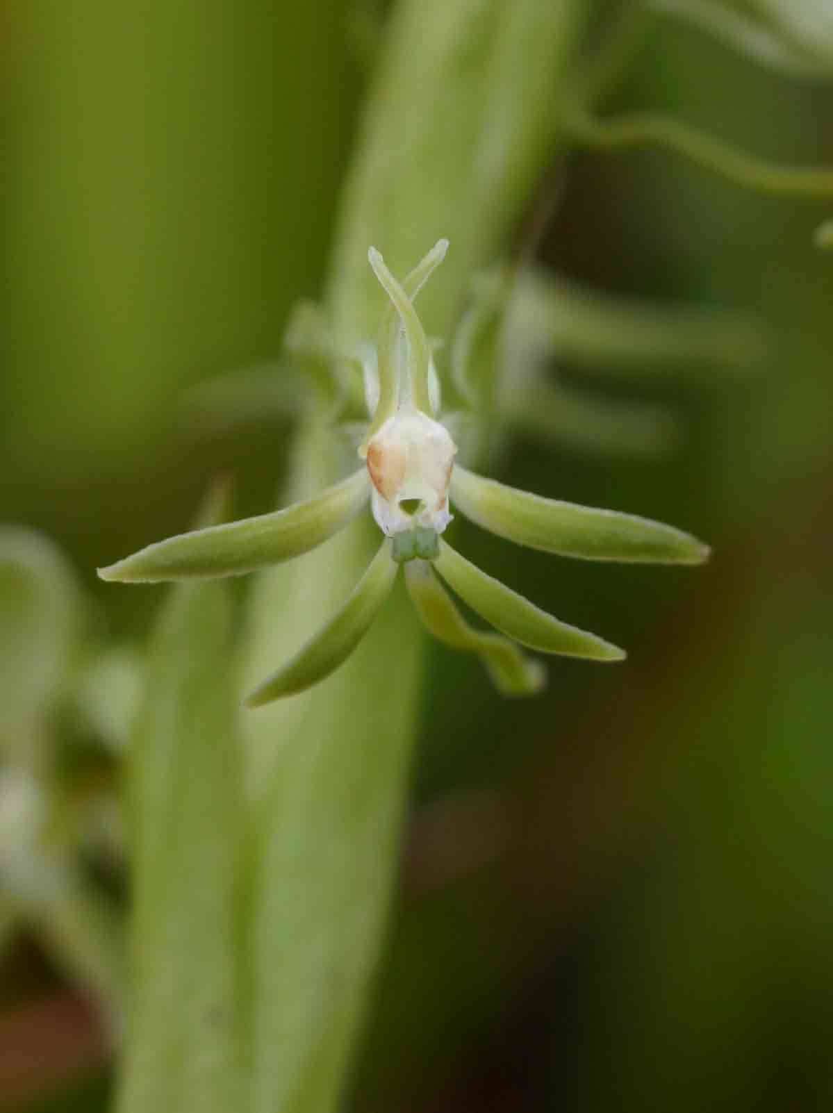 Image of Habenaria macrostele Summerh.