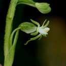 Image of Habenaria macrostele Summerh.