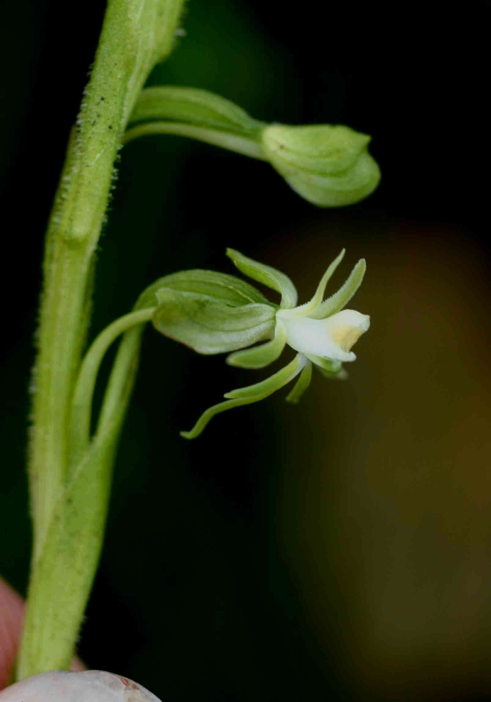 Image of Habenaria macrostele Summerh.