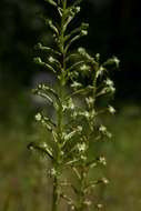 Image de Habenaria nyikana Rchb. fil.