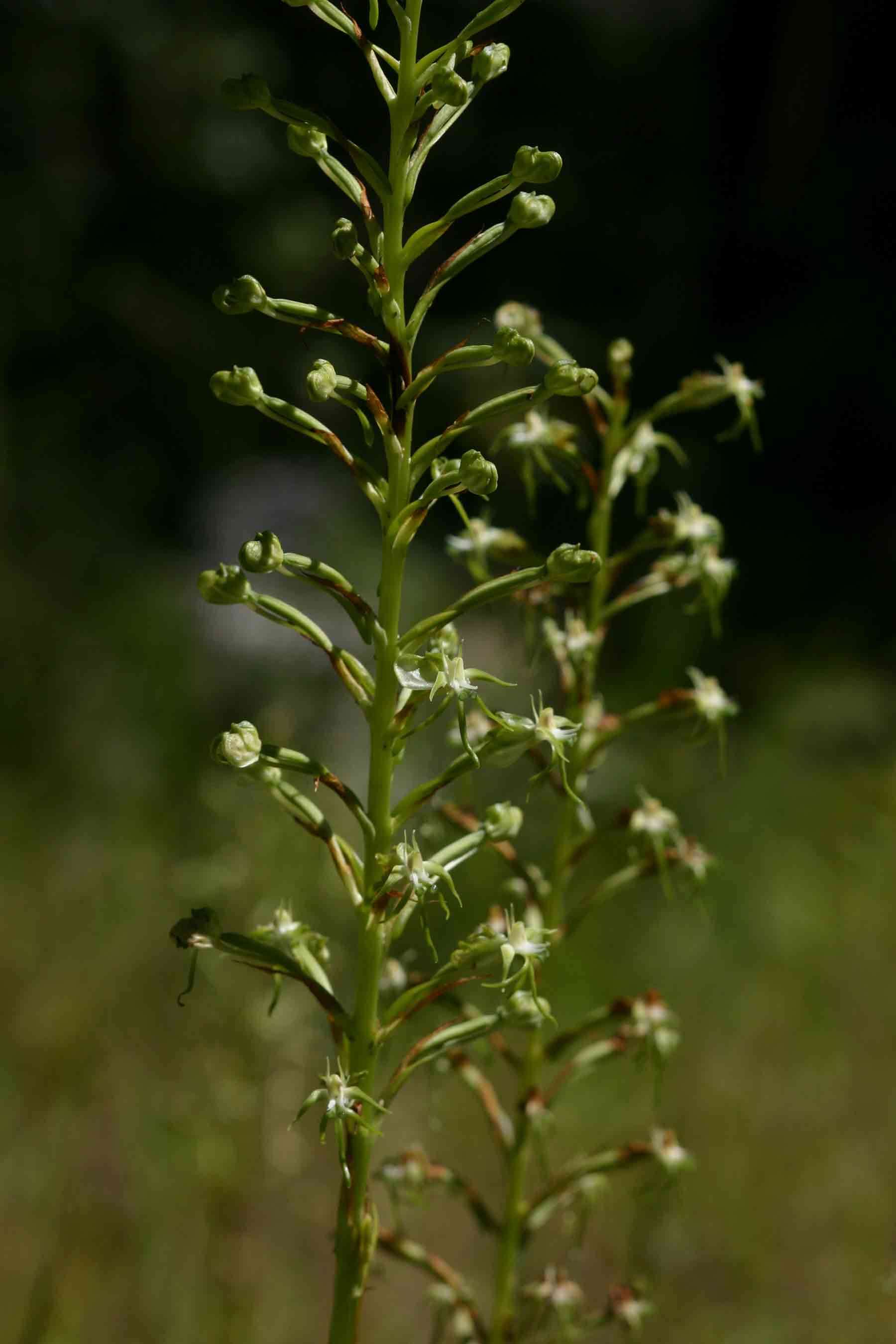 Image de Habenaria nyikana Rchb. fil.