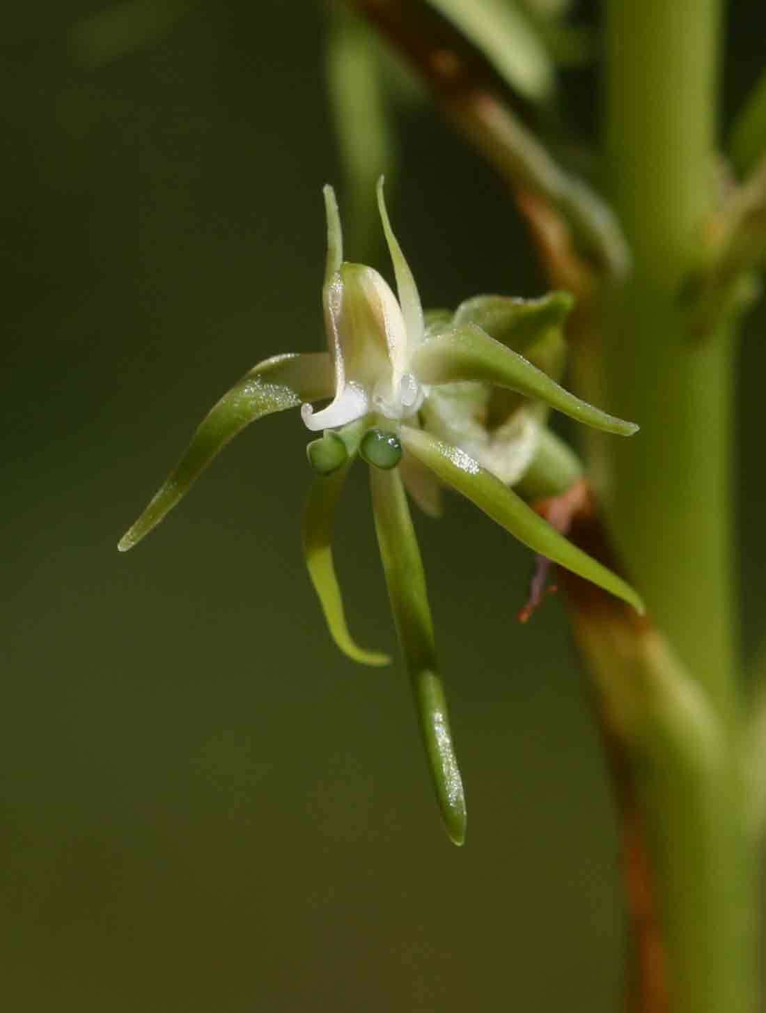 Image de Habenaria nyikana Rchb. fil.