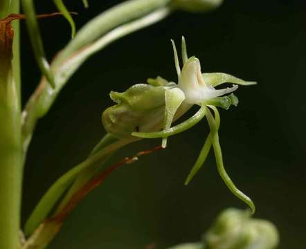 Image de Habenaria nyikana Rchb. fil.