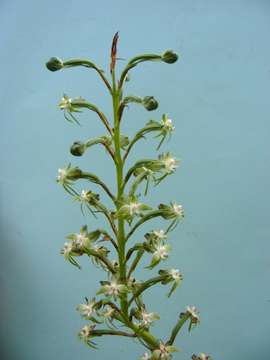 Image of Habenaria sochensis Rchb. fil.