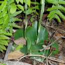 Image of Habenaria stylites subsp. rhodesiaca Summerh.