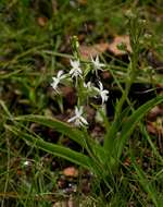 Image of Habenaria subaequalis Summerh.