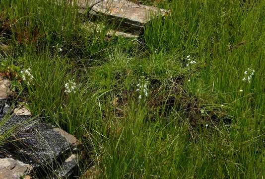 Image of Habenaria subaequalis Summerh.