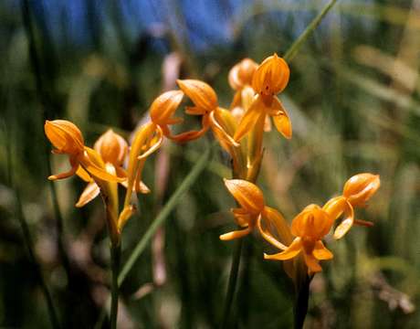 Image of Platycoryne mediocris Summerh.