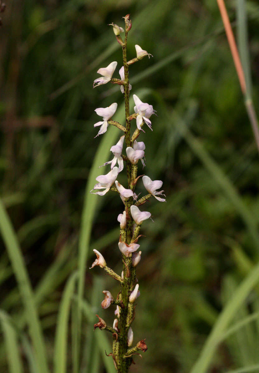 Image of Disa aconitoides Sond.