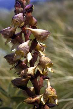 Image of Disa cornuta (L.) Sw.