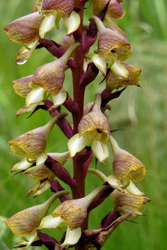 Image of Disa cornuta (L.) Sw.