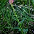 Image of Disa fragrans subsp. fragrans