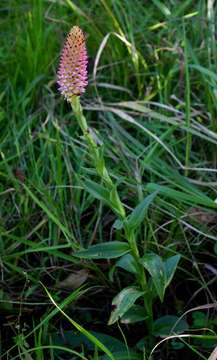 Image de Disa fragrans Schltr.