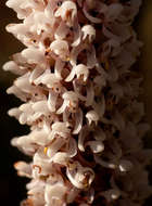 Image de Disa fragrans Schltr.