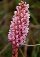 Image de Disa fragrans Schltr.