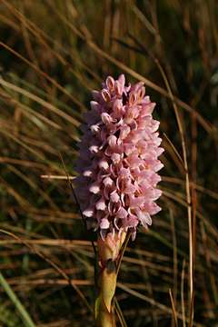 Image of Disa fragrans Schltr.