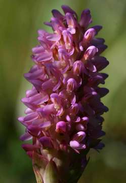 Image de Disa fragrans Schltr.