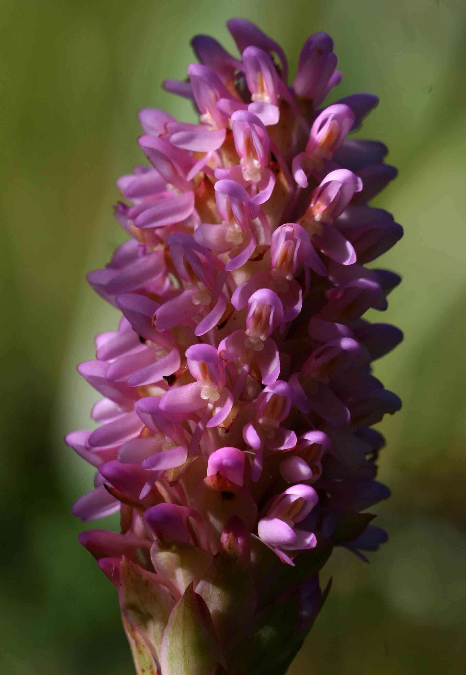 Image de Disa fragrans Schltr.