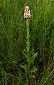 Image de Disa fragrans Schltr.