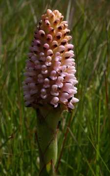 Image of Disa fragrans Schltr.