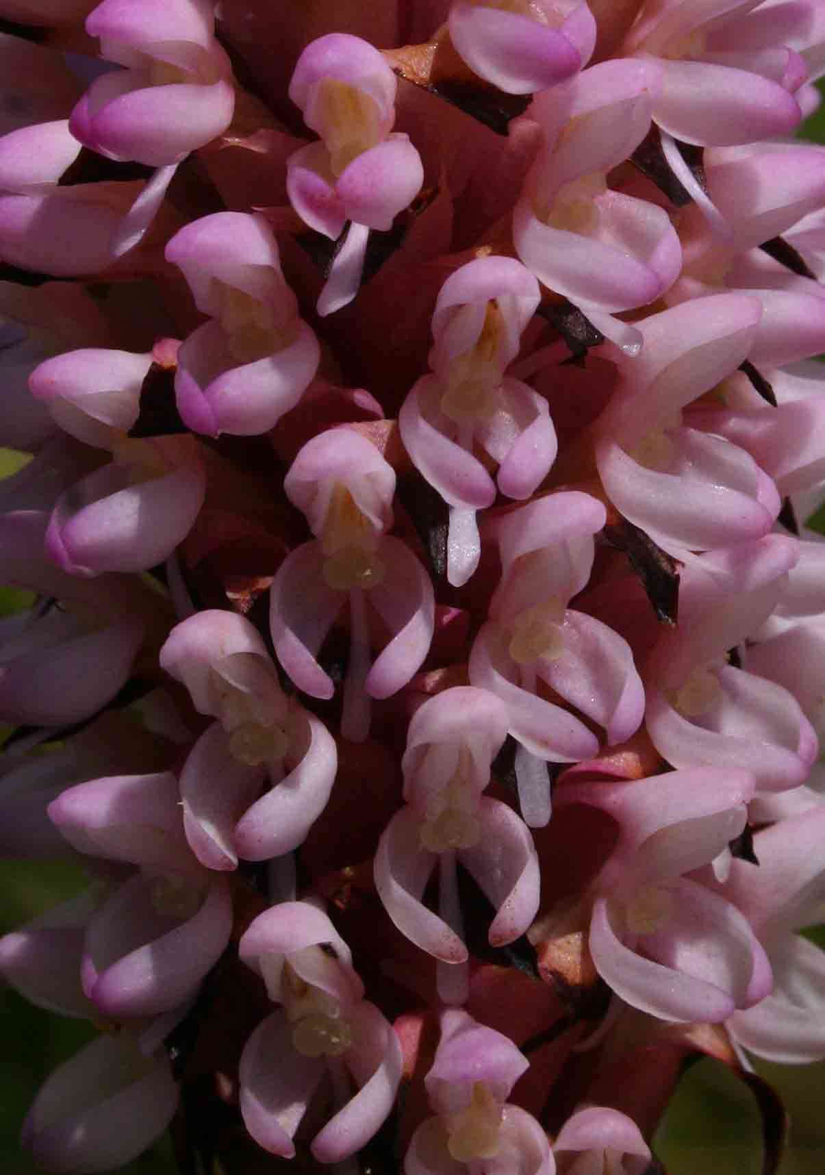 Image de Disa fragrans Schltr.